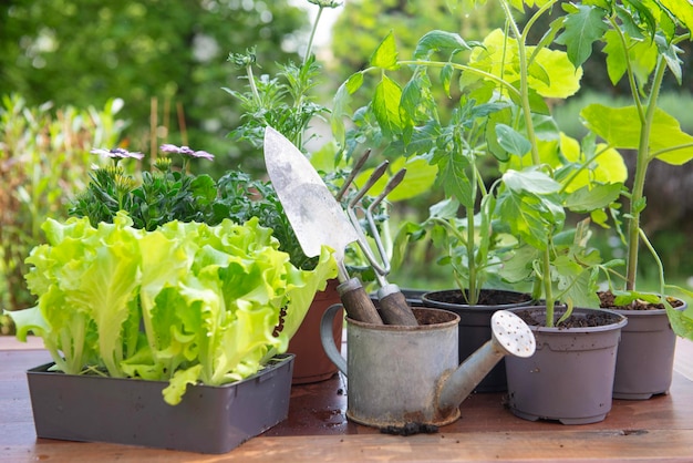 Foto herramientas de jardinería con lechuga y plántulas de verduras en una mesa en el jardín en primavera