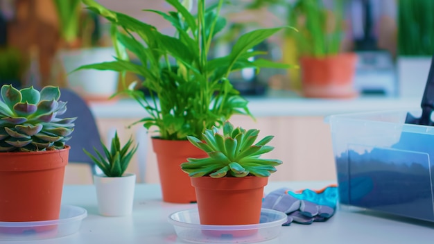 Herramientas de jardinería en la mesa de la cocina, suelo fertilizado con pala en maceta, maceta de cerámica blanca y plantas de floristería preparadas para plantar en casa, jardinería de la casa para la decoración de la casa.