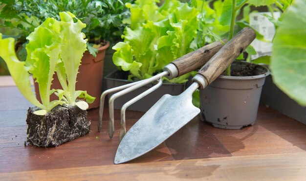 herramientas de jardinería una olla lof plántulas de verduras con lechuga en el suelo listas para plantar en una mesa de madera