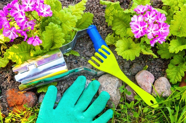 Herramientas de jardinería pala pala podadora rastrillo guante flor de prímula en el fondo de la cama primavera o verano en ...