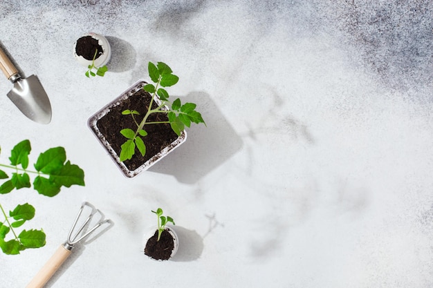 Herramientas de jardinería y plantas sobre fondo gris concepto de obras de jardín de primavera foto de alta calidad
