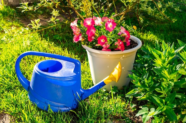 Herramientas de jardinería regadera de plástico azul para plantas de riego colocadas en el jardín con flor en flujo