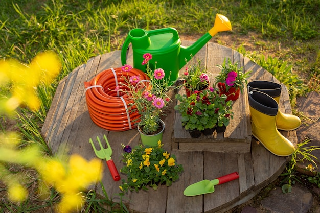 Herramientas de jardinería: regadera verde, nueva manguera de riego, plántulas de flores, botas de goma amarillas, sobre tablas de madera en un jardín de primavera al atardecer. Preparación para plantar plántulas. Vista superior