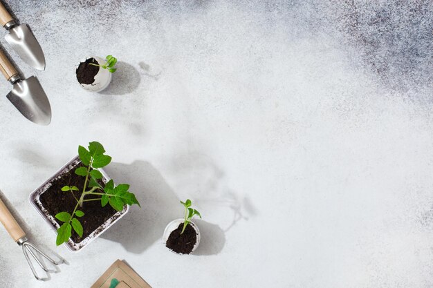 Herramientas y plantas de jardinería en fondo gris Trabajo de jardín de primavera concepto foto de alta calidad