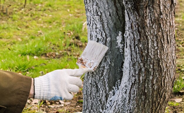 Herrenhand mit Pinsel, Frühlingsbaum-Tünche.