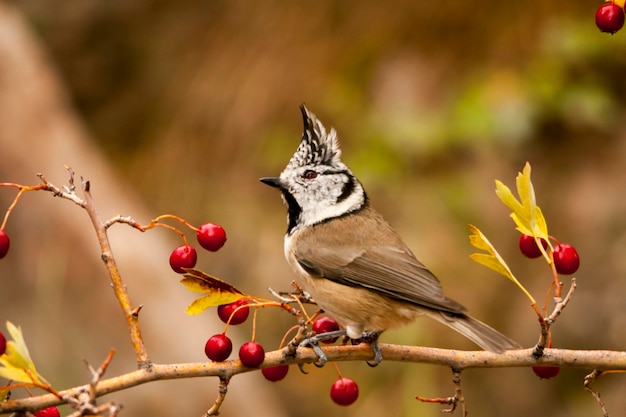 El herrerillo azul es una especie de ave paseriforme de la familia paridae