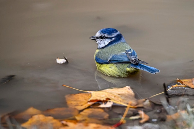 Un herrerillo bañándose en un manantial