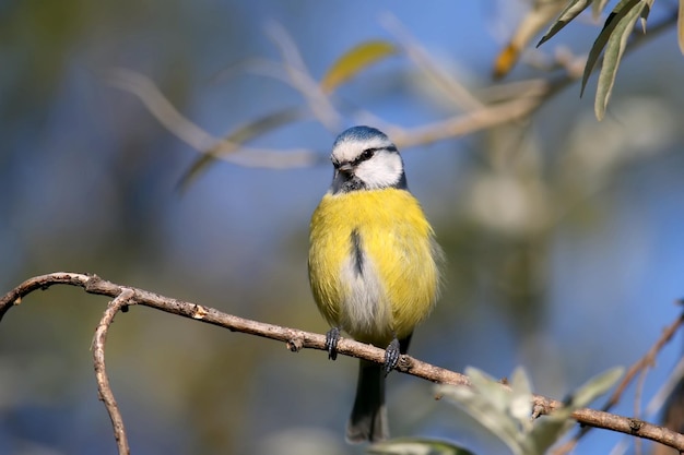 El herrerillo común euroasiático Cyanistes caeruleus