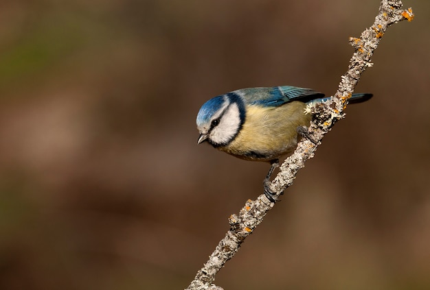 Herrerillo común, herrerillo, pájaros, animales, Cyanistes caeruleus