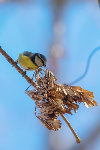 Herrerillo común en la rama, herrerillo común euroasiático (Cyanistes caeruleus)