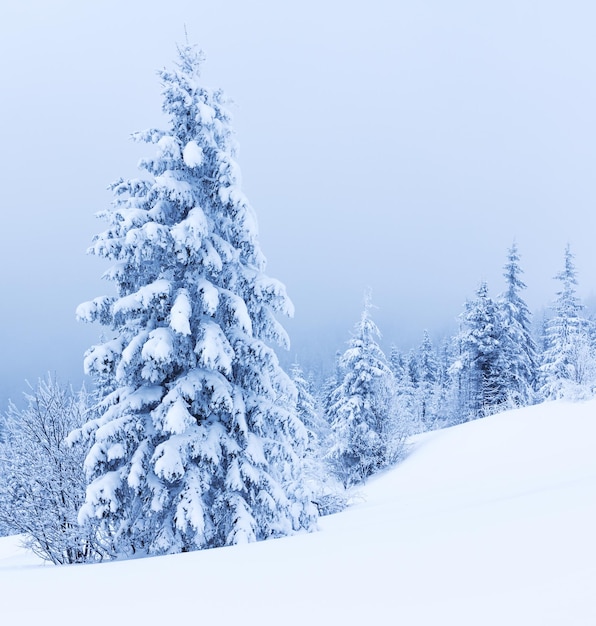 Herrliche alpine Landschaft im Winter Fantastischer frostiger Morgen im Wald verschneite Kiefern unter warmem Sonnenlicht Fantastisches Berghochland Erstaunlicher Winterhintergrund Wunderbare Weihnachtsszene