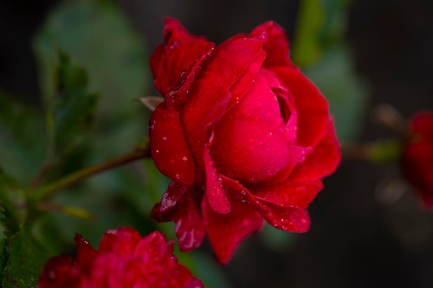 Herrliche rote Rose Blumenzucht mehrjährige Blumen