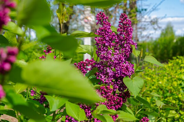 Herrlicher frischer Haufen lila Flieder am Busch. Gartenbusch, Frühlingsblüte, frisches Aroma. Selektiver Weichzeichner, geringe Schärfentiefe.