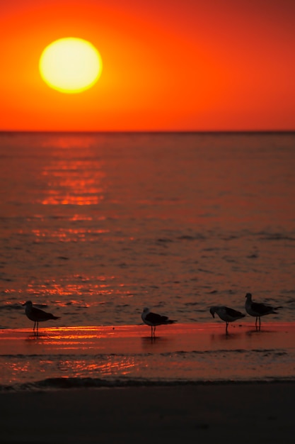 Herrlicher Sonnenuntergang in der Küstenlandschaft.