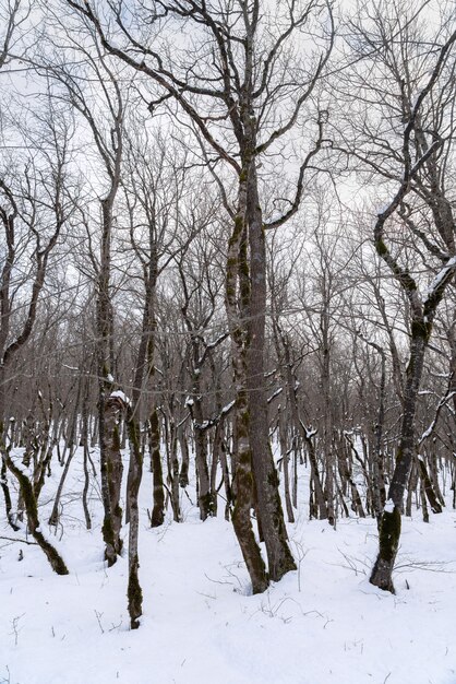 Herrlicher Winterwald, schneebedeckte kahlen Bäume