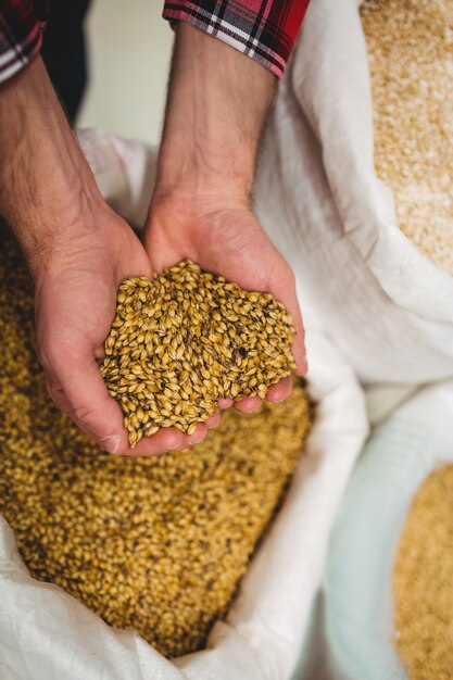 Hersteller hält Gerste in der Brauerei