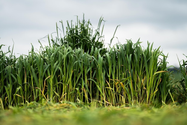 Herstellung und Anbau von Heu und Silage in Australien mit Traktoren und Maschinen auf einer Rinderfarm im Sommer