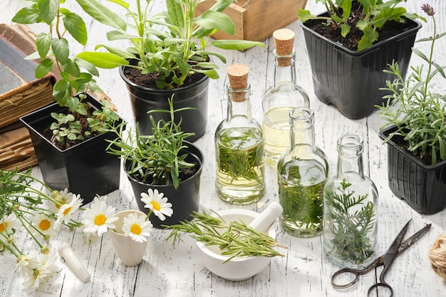 Herstellung von Öl oder Aufguss aus selbst angebauten Heilpflanzen Flaschen ätherisches Öl oder Aufguss von Heilkräutern gesunde Pflanzen zum Heilen und Kochen in Töpfen Salbei Rosmarin Lavendel Minze Gänseblümchen