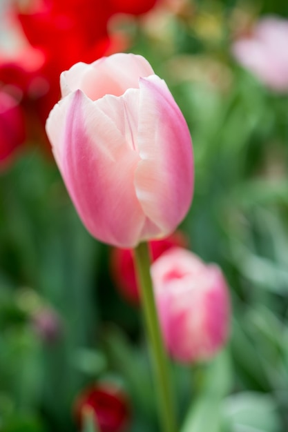 Hervorragende bunte Tulpenblüten blühen im Frühlingsgarten