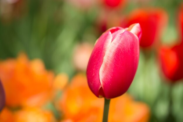 Foto hervorragende bunte tulpenblüten blühen im frühlingsgarten