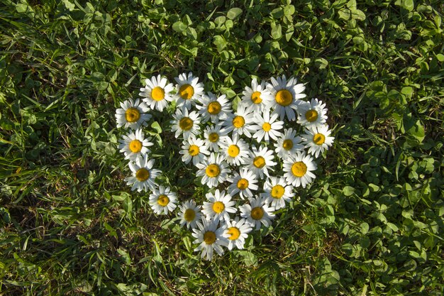 Herz gemacht von den Gänseblümchen auf einer grünen Wiese