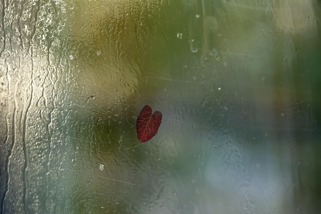 Herzförmiges Blatt auf nassem Glas