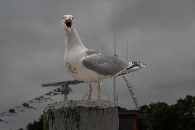 Foto herzlich willkommen.