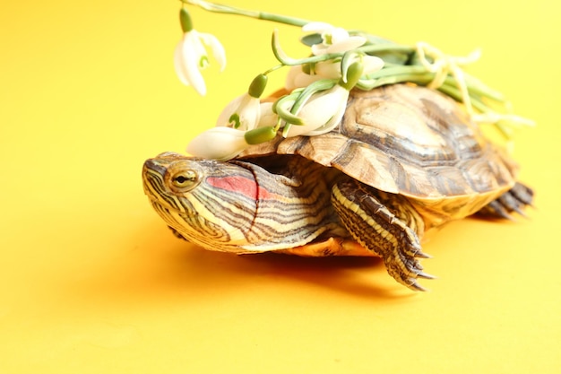 Herzlichen Glückwunsch zu den Frühlingsferien, eine süße Schildkröte trägt einen Strauß Schneeglöckchen, Nahaufnahme, gelber Hintergrund, Platz für Text