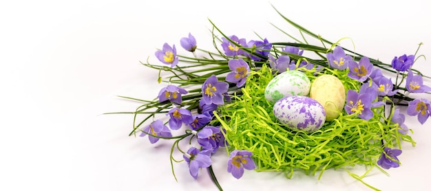 Herzlichen Glückwunsch zu Ostern HintergrundEier im Nest und Frühlingsblumen auf weißem Hintergrund