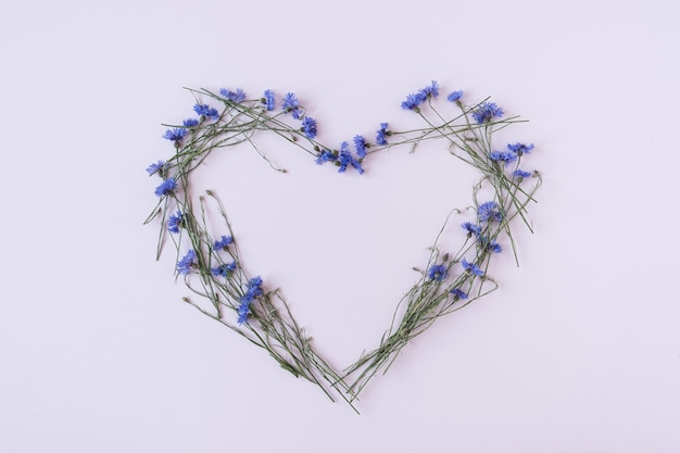 Herzsymbol aus blauen Kornblumen auf weißem Hintergrund Minimalistische flache Ansicht von oben Blumen Zusammensetzung Valentinstag Muttertag Urlaubskonzept