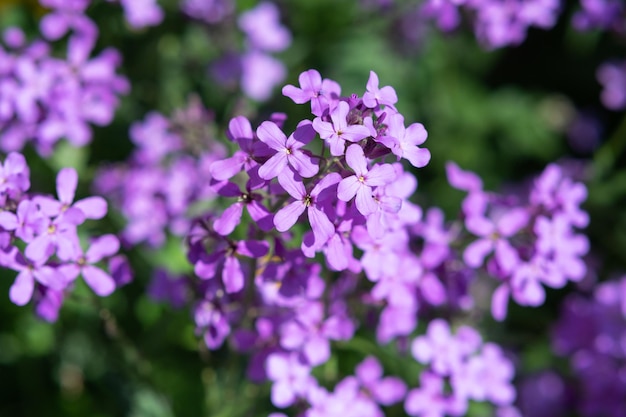 Hesperis matronalis flores de primavera púrpura