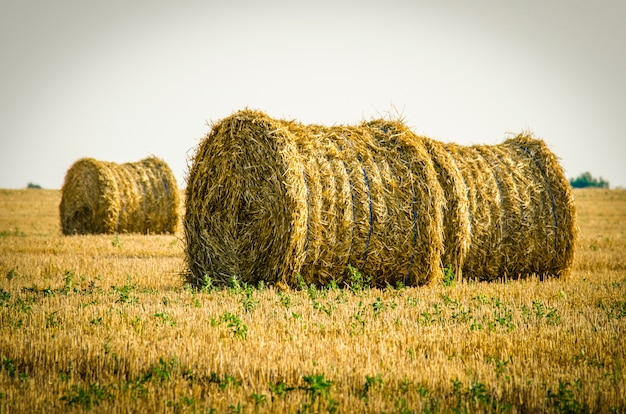 Heu in den Stapeln auf dem Feld.