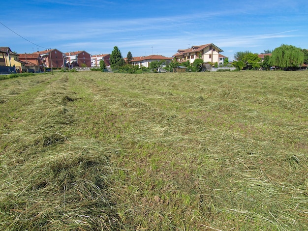 Heu in einem Feld