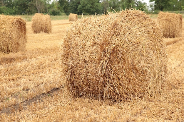 Heu Kaution Ernte in goldener Feldlandschaft. Ansicht von oben