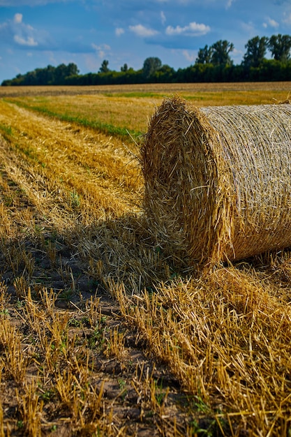 Heu stapelt Ballen mit Weizenfeld nach der Ernte mit Heurollen Landwirtschaft Getreideernte Ernte gelber Weizen und blauer Himmel UkrainexA
