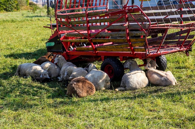 Foto heubalen auf dem feld