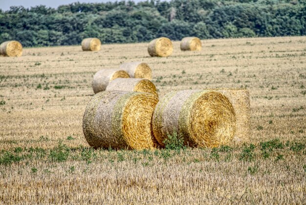 Foto heubalen auf dem feld