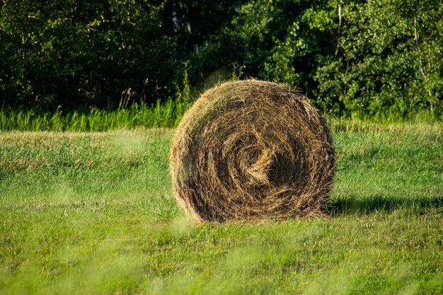 Foto heubalen auf dem feld