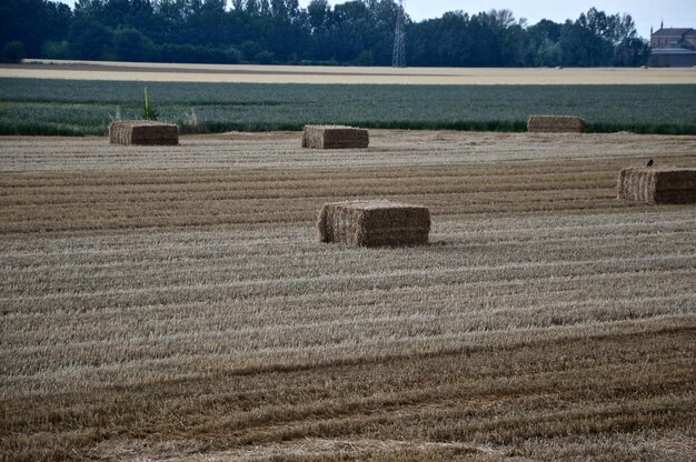 Foto heubalen auf dem feld