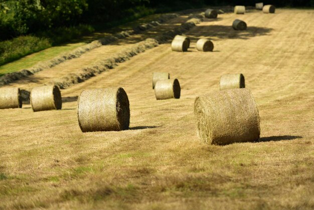 Foto heubalen auf dem feld