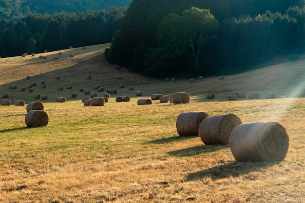 Foto heubalen auf dem feld