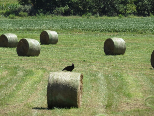 Foto heubalen auf einem grasbewachsenen feld