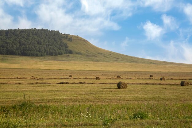 Heuballen auf dem Feld am Ende des Sommers Landwirtschaftliche Landwirtschaft