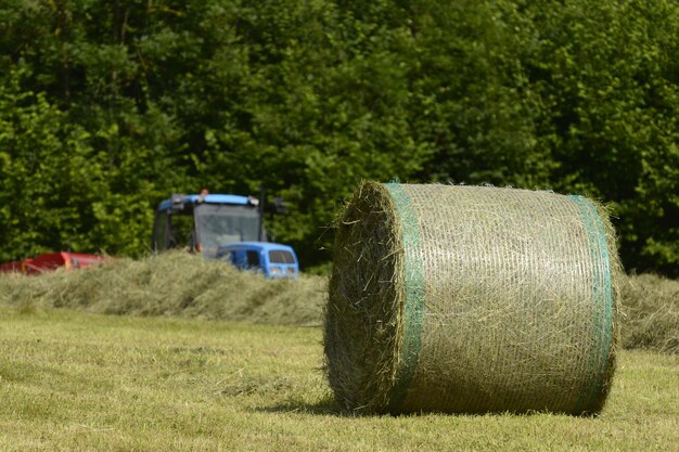 Heuballen auf dem Feld gegen Bäume