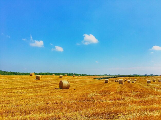 Heuballen auf dem Feld gegen den blauen Himmel