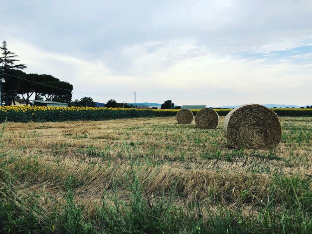 Foto heuballen auf dem feld gegen den himmel