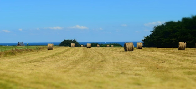 Foto heuballen auf dem feld gegen den himmel