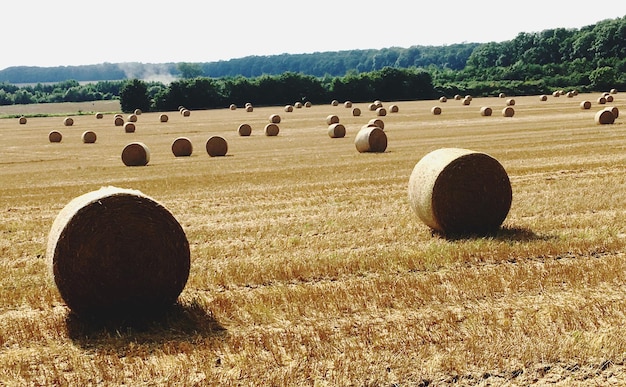 Heuballen auf dem Feld gegen den klaren Himmel