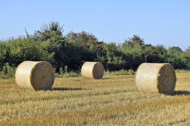 Foto heuballen auf dem feld gegen den klaren himmel