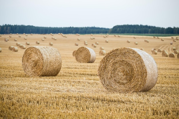 Heuballen auf dem Feld nach der Ernte